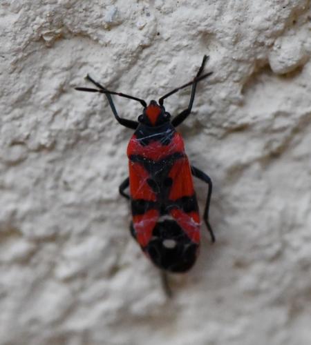 Réf. 241 805 : Lygaeus equestris
